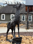 Forward Facing Elk on Rock