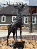 Forward Facing Elk on Rock